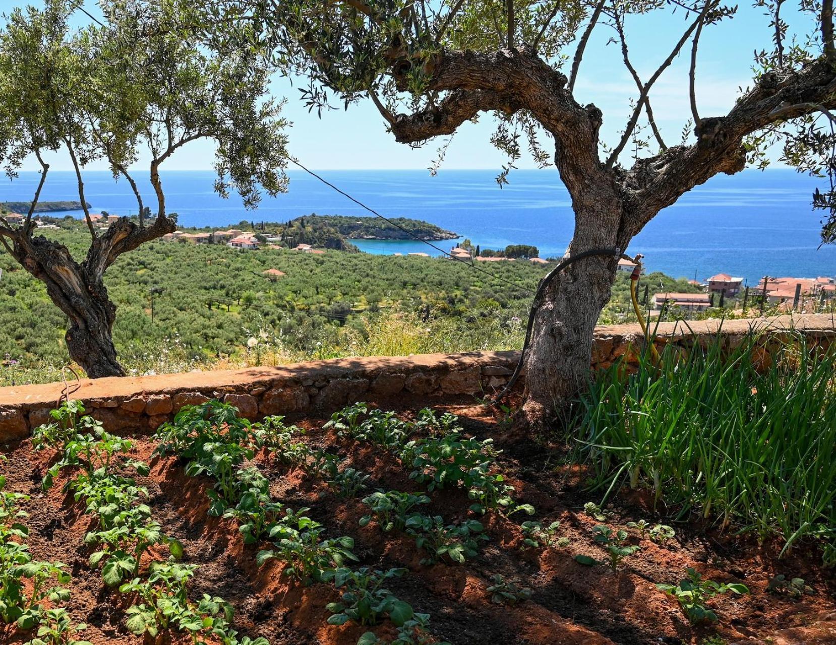 Villa Athina'S Stone House In Kardhamili Exterior foto